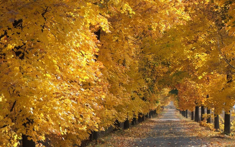Autumn Path.jpg