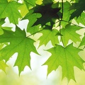 Summer-Leaves